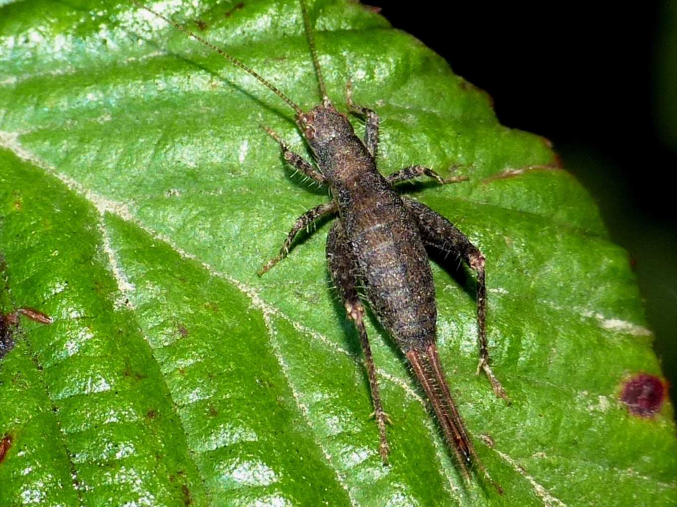 coppia di Arachnocephalus vestitus (Mogoplistidae)